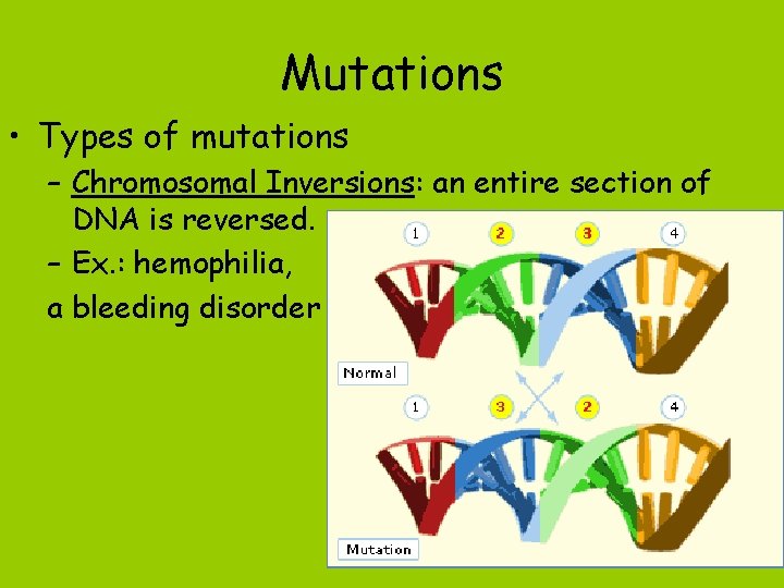 Mutations • Types of mutations – Chromosomal Inversions: an entire section of DNA is