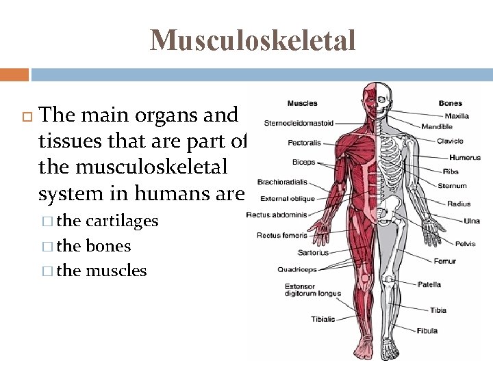 Musculoskeletal The main organs and tissues that are part of the musculoskeletal system in