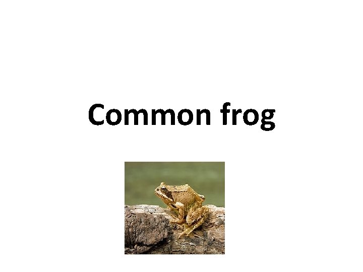 Common frog 