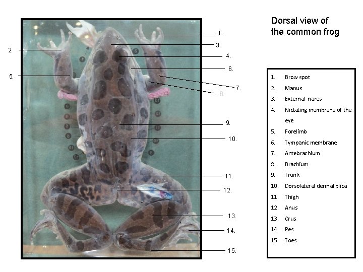 Dorsal view of the common frog 1. 2. 3. 4. 6. 5. 7. 8.