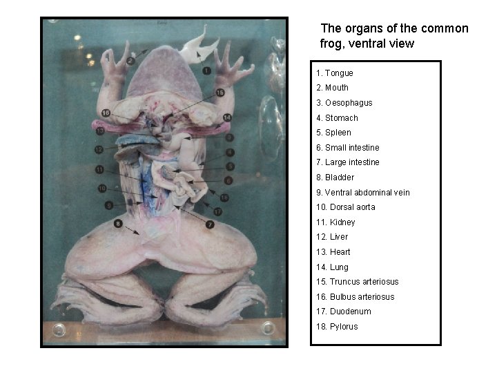 The organs of the common frog, ventral view 1. Tongue 2. Mouth 3. Oesophagus