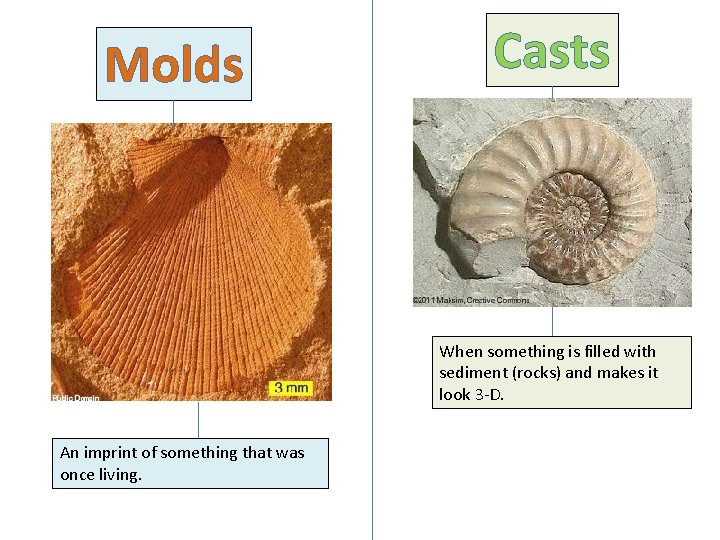 Molds Casts When something is filled with sediment (rocks) and makes it look 3