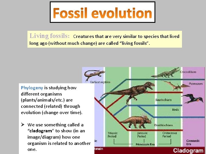 Living fossils: Creatures that are very similar to species that lived long ago (without