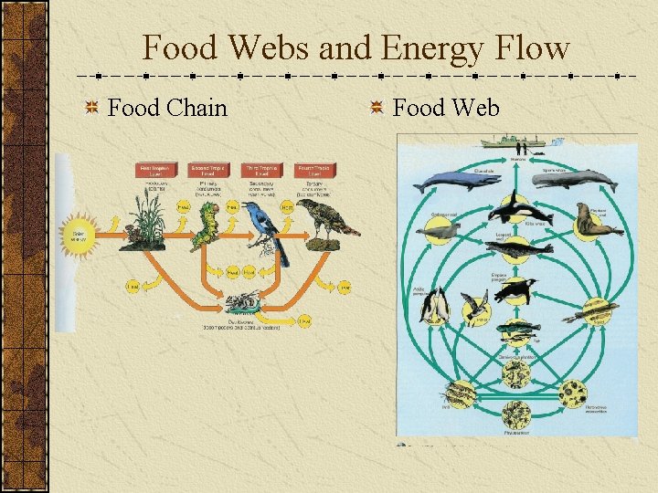 Food Webs and Energy Flow Food Chain Food Web 