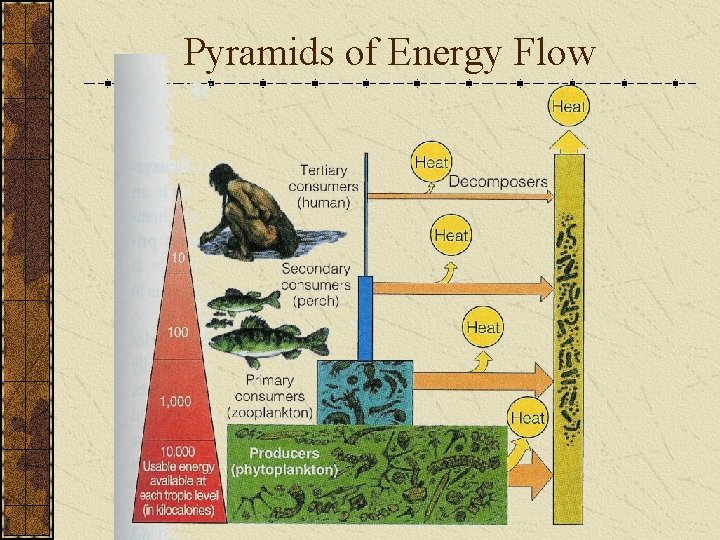 Pyramids of Energy Flow 