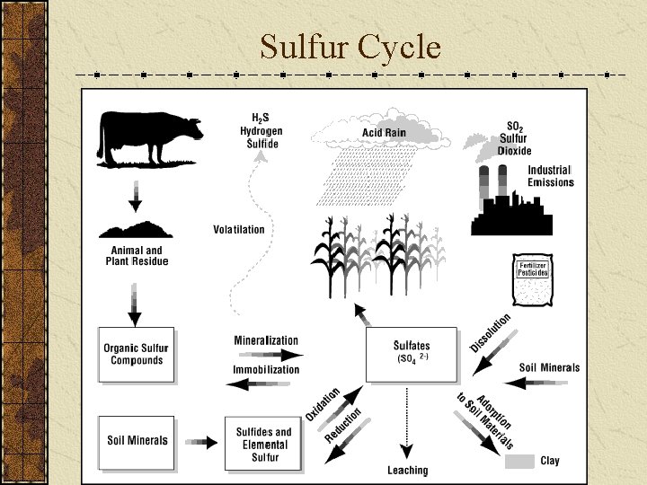 Sulfur Cycle 