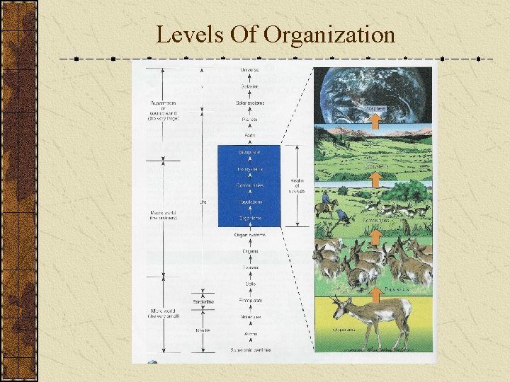 Levels Of Organization 