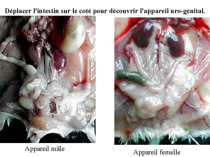 Déplacer l'intestin sur le coté pour découvrir l'appareil uro-génital. Appareil mâle Appareil femelle 