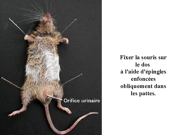 Fixer la souris sur le dos à l'aide d'épingles enfoncées obliquement dans les pattes.