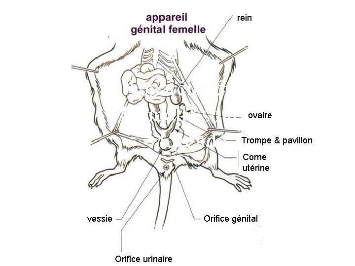 rein Appareil génital femelle sourisovaire légendé Trompe & pavillon Corne utérine vessie Orifice génital