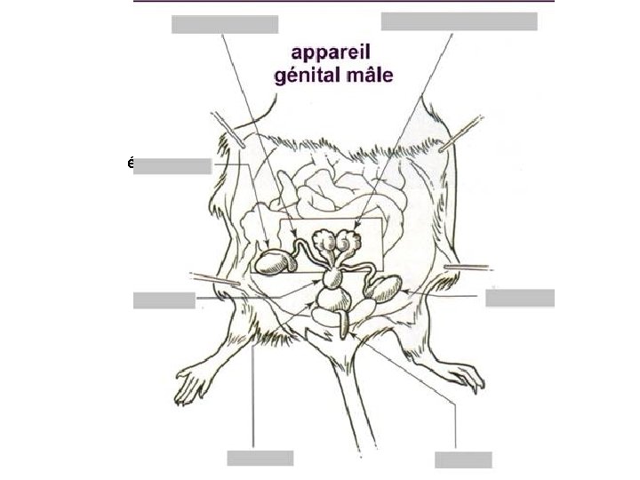 Canal déférent épididyme Vésicules séminales Appareil génital mâle souris prostate testicule vessie pénis 