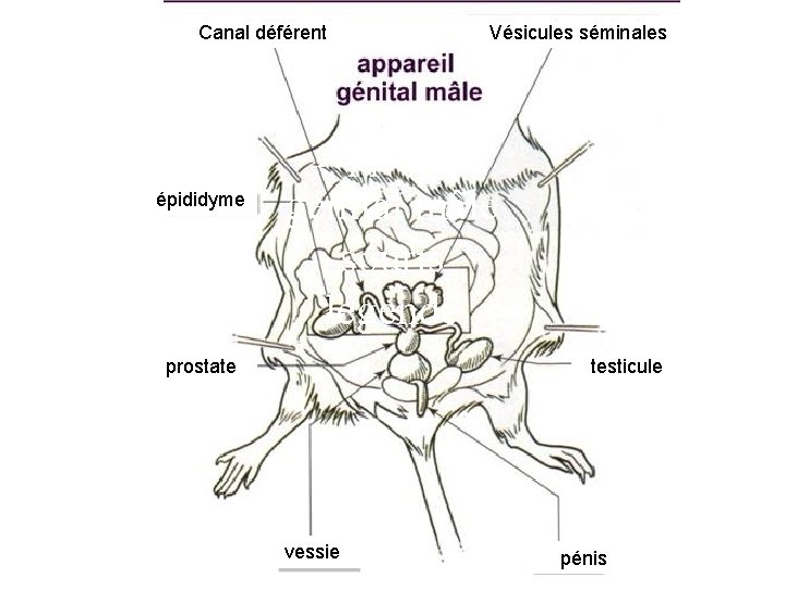 Canal déférent épididyme Vésicules séminales Appareil génital mâle souris légendé prostate testicule vessie pénis