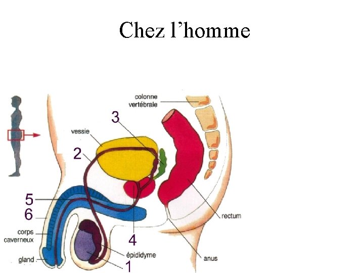 Chez l’homme 