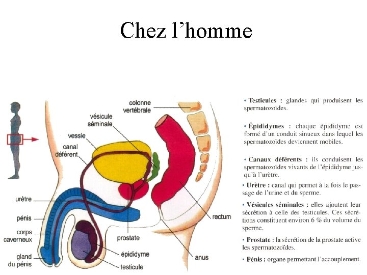 Chez l’homme 