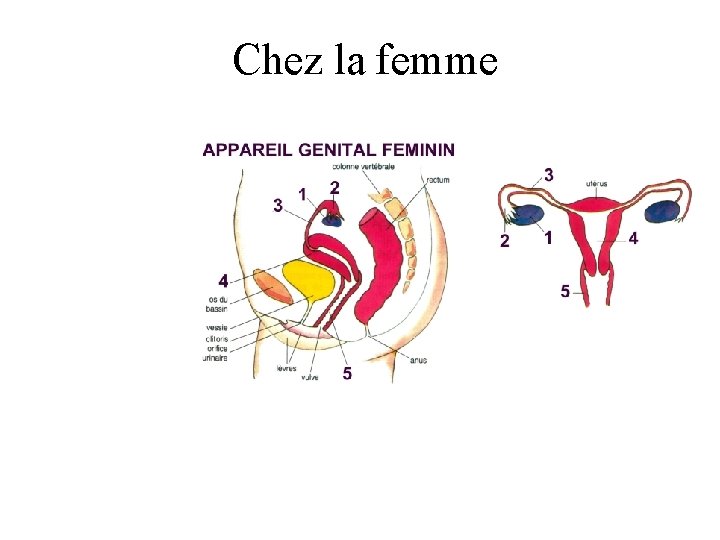 Chez la femme 