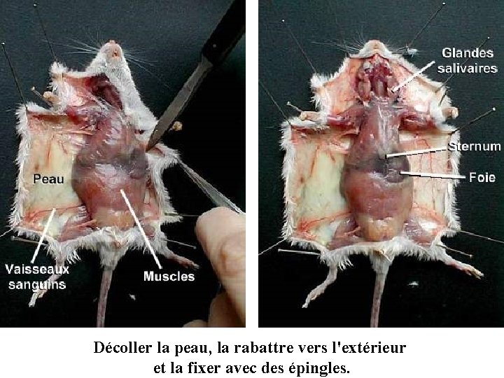 Décoller la peau, la rabattre vers l'extérieur et la fixer avec des épingles. 