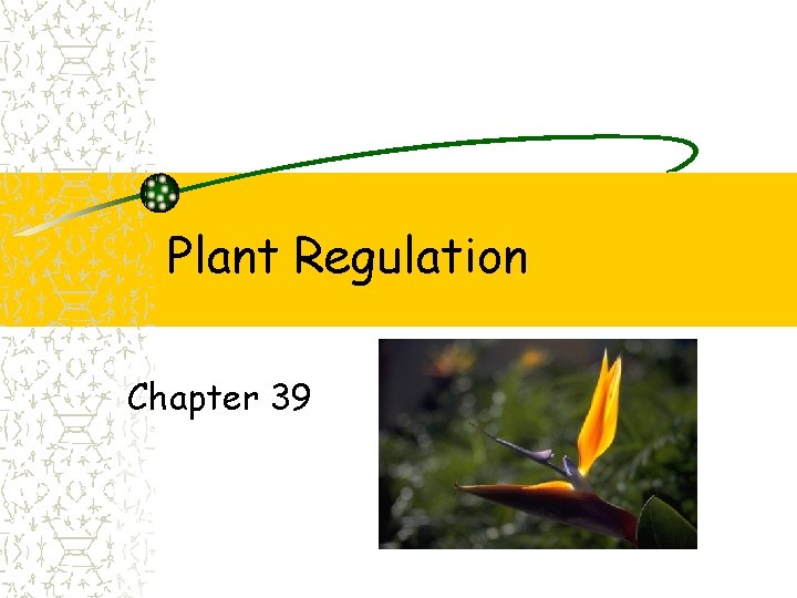 Plant Regulation Chapter 39 