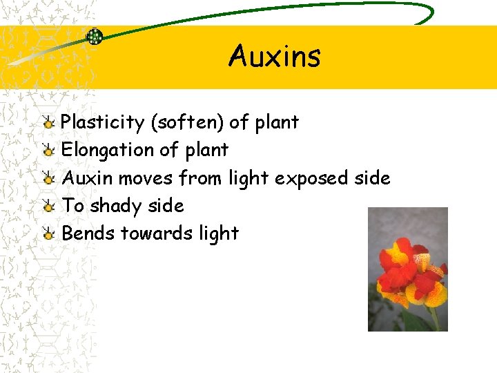 Auxins Plasticity (soften) of plant Elongation of plant Auxin moves from light exposed side