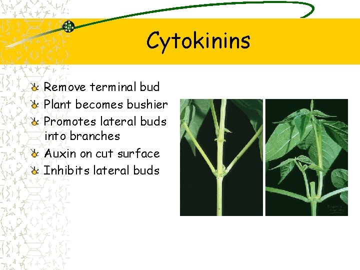 Cytokinins Remove terminal bud Plant becomes bushier Promotes lateral buds into branches Auxin on