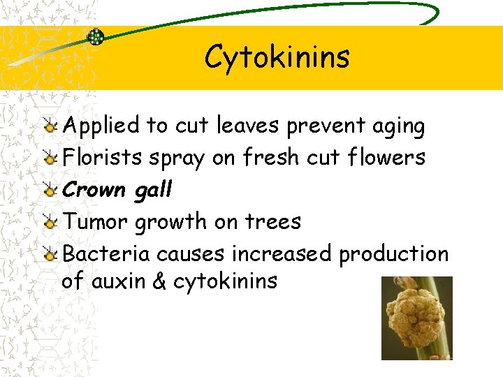 Cytokinins Applied to cut leaves prevent aging Florists spray on fresh cut flowers Crown