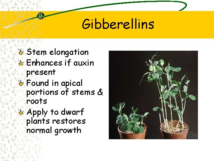 Gibberellins Stem elongation Enhances if auxin present Found in apical portions of stems &