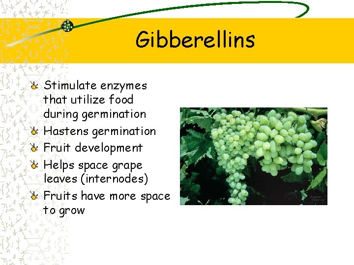 Gibberellins Stimulate enzymes that utilize food during germination Hastens germination Fruit development Helps space