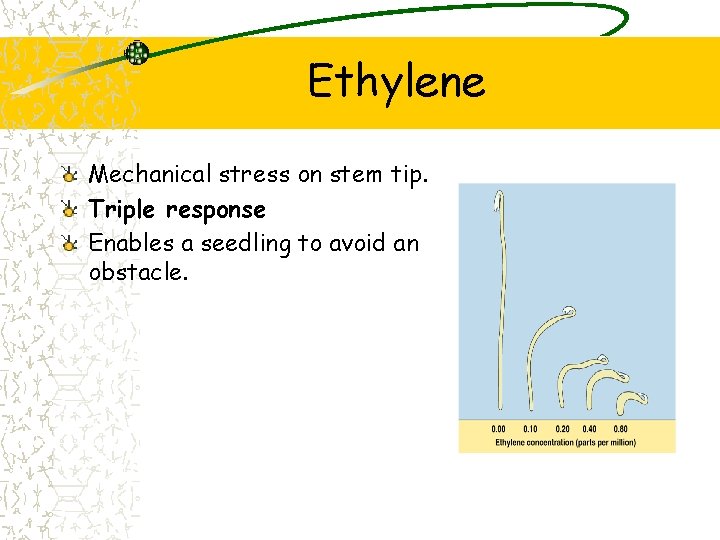 Ethylene Mechanical stress on stem tip. Triple response Enables a seedling to avoid an