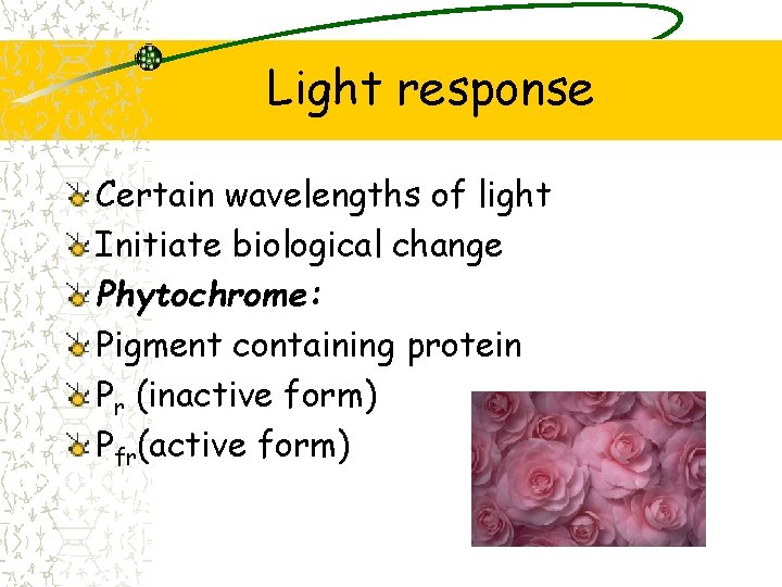 Light response Certain wavelengths of light Initiate biological change Phytochrome: Pigment containing protein Pr