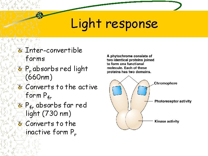 Light response Inter-convertible forms Pr absorbs red light (660 nm) Converts to the active