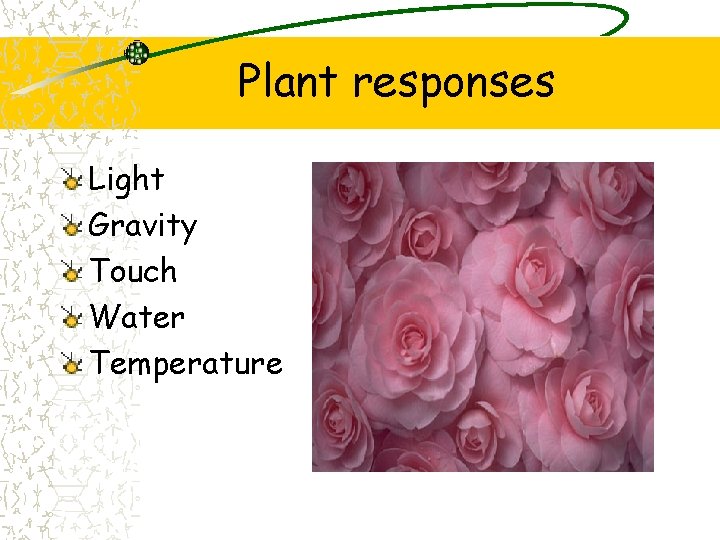 Plant responses Light Gravity Touch Water Temperature 