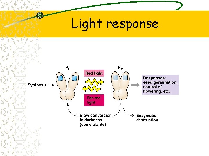 Light response 