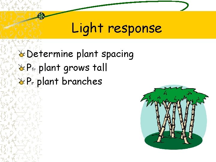 Light response Determine plant spacing Pfr plant grows tall Pr plant branches 