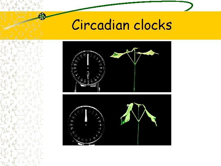 Circadian clocks 