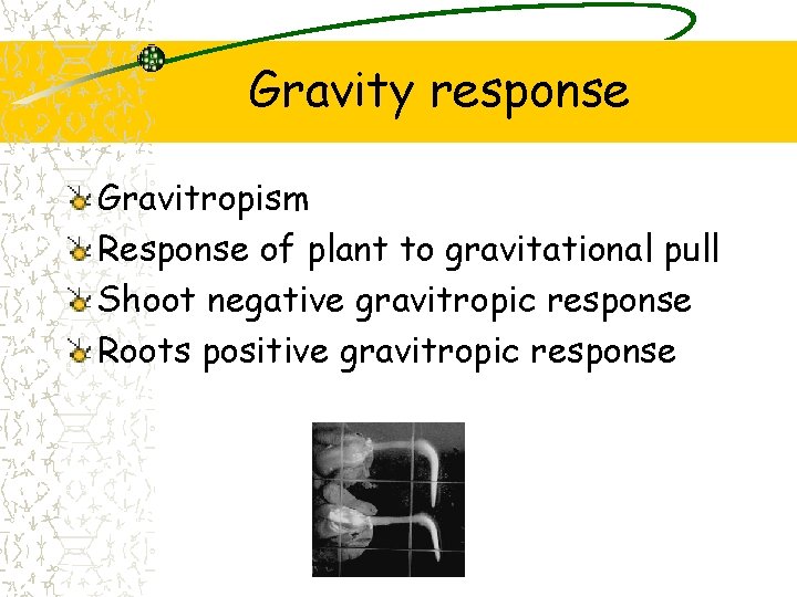 Gravity response Gravitropism Response of plant to gravitational pull Shoot negative gravitropic response Roots