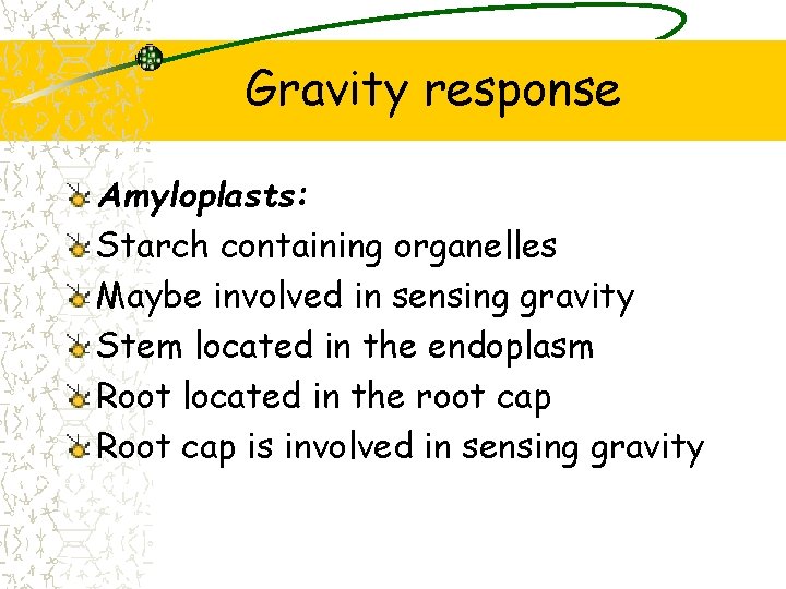 Gravity response Amyloplasts: Starch containing organelles Maybe involved in sensing gravity Stem located in