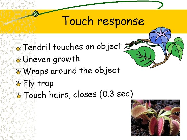 Touch response Tendril touches an object Uneven growth Wraps around the object Fly trap