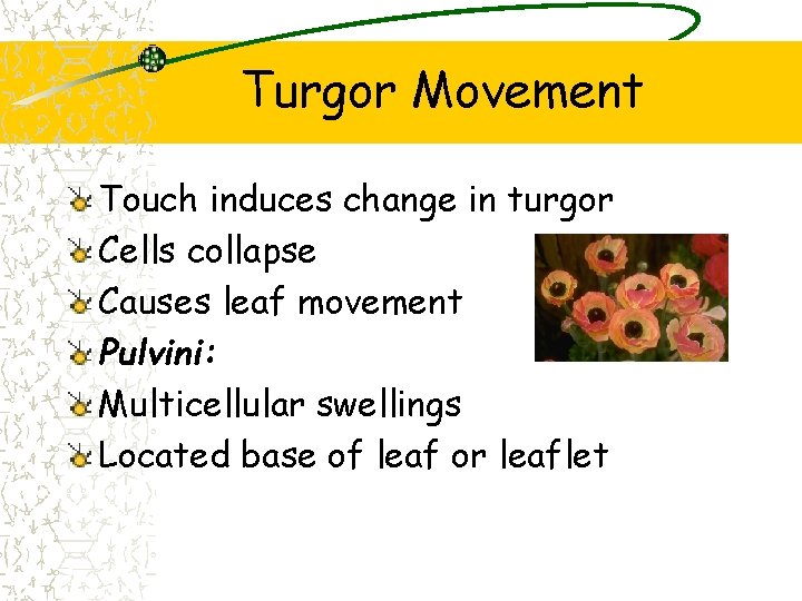 Turgor Movement Touch induces change in turgor Cells collapse Causes leaf movement Pulvini: Multicellular