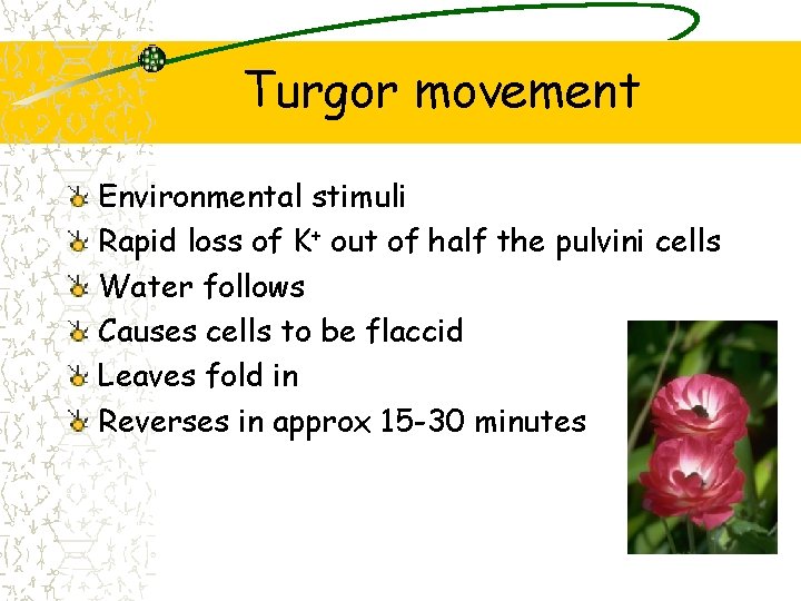 Turgor movement Environmental stimuli Rapid loss of K+ out of half the pulvini cells