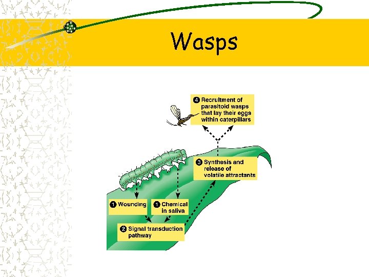 Wasps 