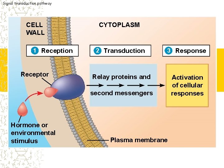 Signal transduction pathway CELL WALL 1 Reception Receptor CYTOPLASM 2 Transduction 3 Response Relay