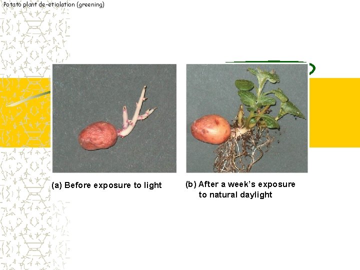 Potato plant de-etiolation (greening) (a) Before exposure to light (b) After a week’s exposure