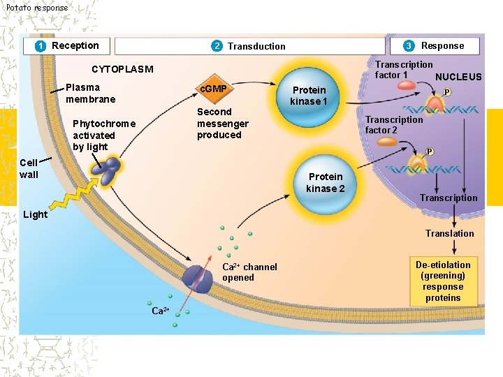 Potato response 1 Reception 3 Transduction 2 Transcription factor 1 NUCLEUS CYTOPLASM Plasma membrane