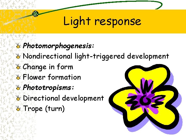 Light response Photomorphogenesis: Nondirectional light-triggered development Change in form Flower formation Phototropisms: Directional development