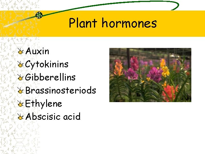Plant hormones Auxin Cytokinins Gibberellins Brassinosteriods Ethylene Abscisic acid 