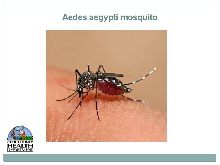 Aedes aegypti mosquito 