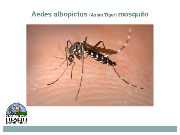 Aedes albopictus (Asian Tiger) mosquito 