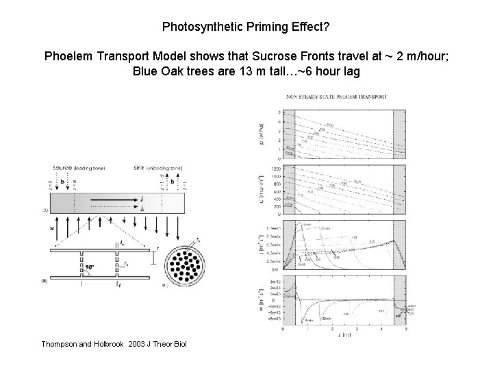 Photosynthetic Priming Effect? Phoelem Transport Model shows that Sucrose Fronts travel at ~ 2