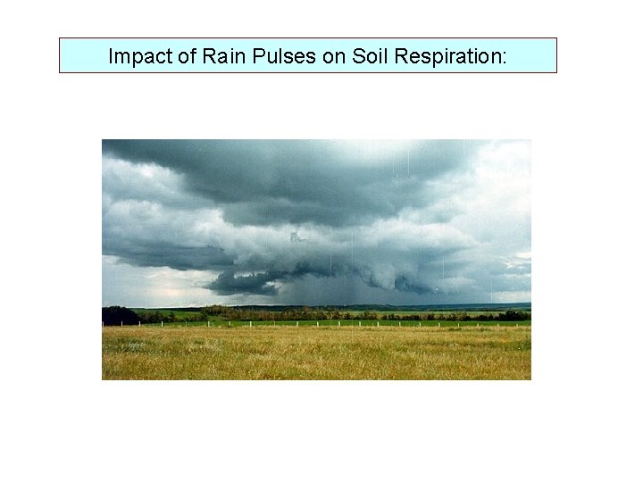 Impact of Rain Pulses on Soil Respiration: 