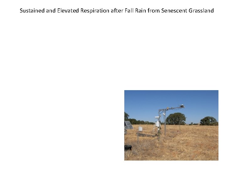 Sustained and Elevated Respiration after Fall Rain from Senescent Grassland 