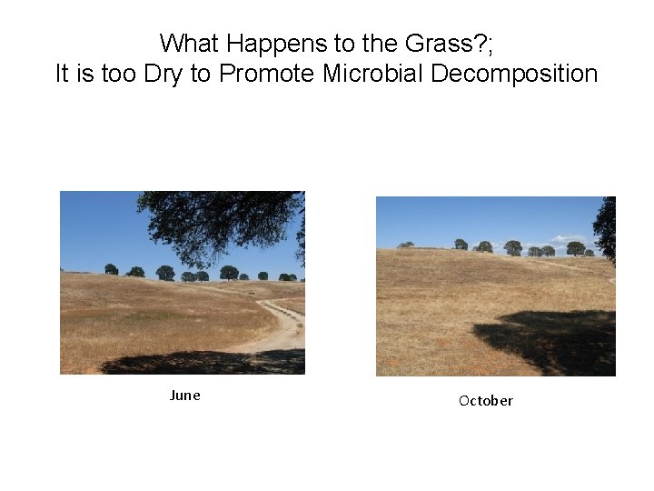 What Happens to the Grass? ; It is too Dry to Promote Microbial Decomposition